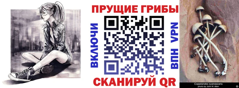 Псилоцибиновые грибы мицелий  Галич 